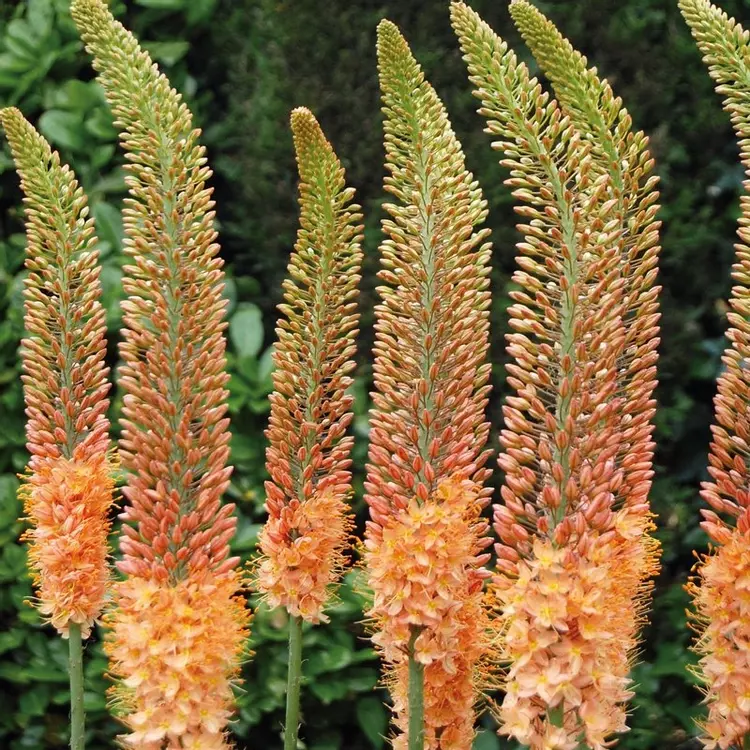Eremurus cleopatra outlet